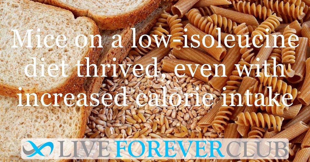 Mice on a low-isoleucine diet thrived, even with increased calorie intake
