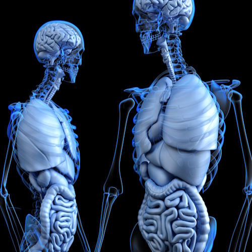 More Digestive System information, news and resources