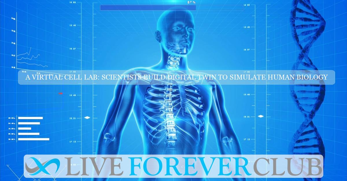 A virtual cell lab: scientists build digital twin to simulate human biology