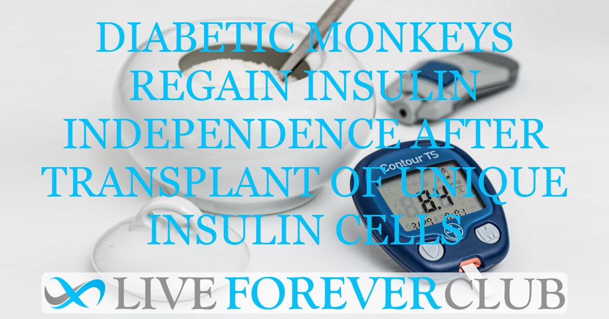 Diabetic monkeys regain insulin independence after transplant of unique insulin cells