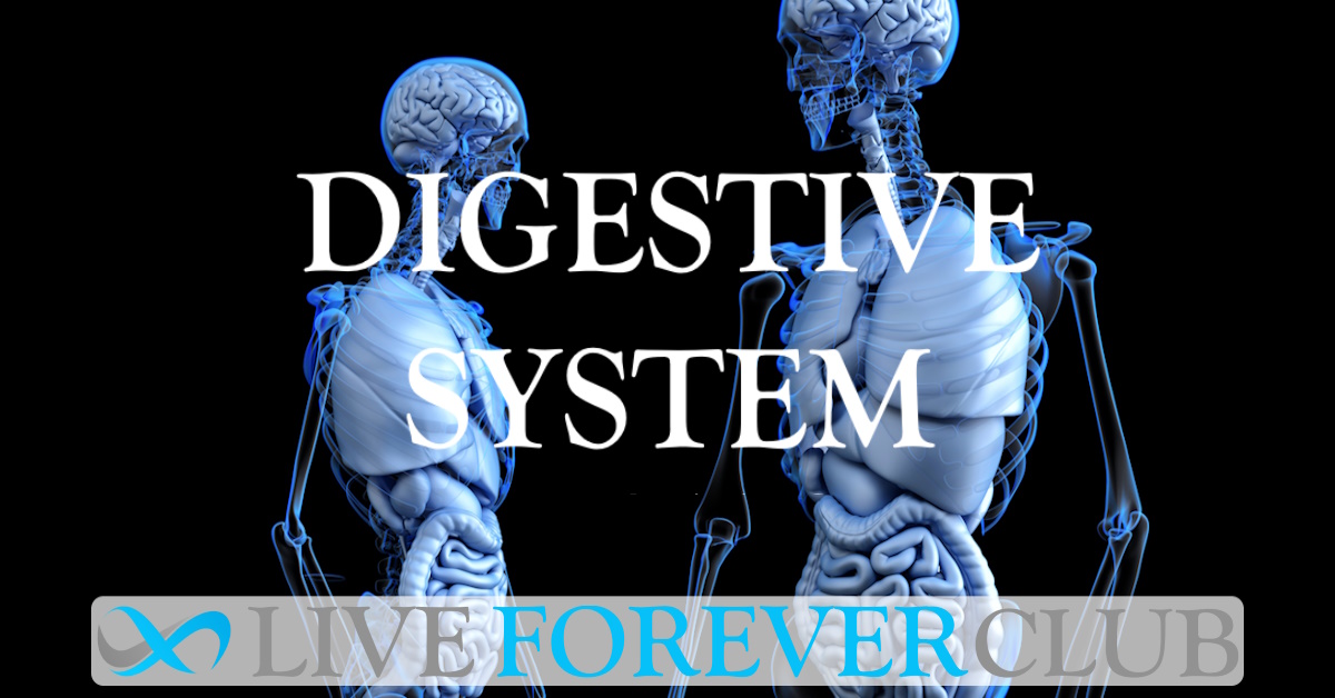 Digestive System