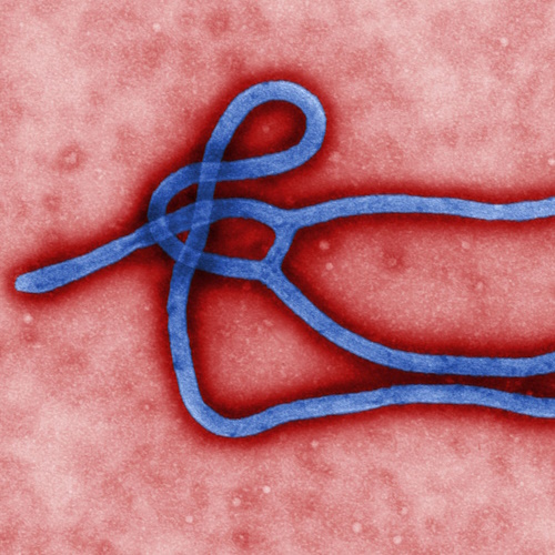 Virus comes back to life in a survivor of Ebola