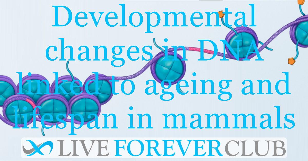 Epigenetic insights: developmental changes in DNA linked to lifespan in mammals