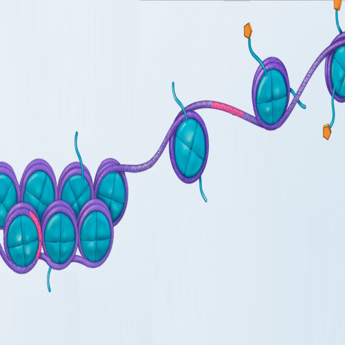 Physical activity helps slow biological ageing by influencing DNA methylation patterns