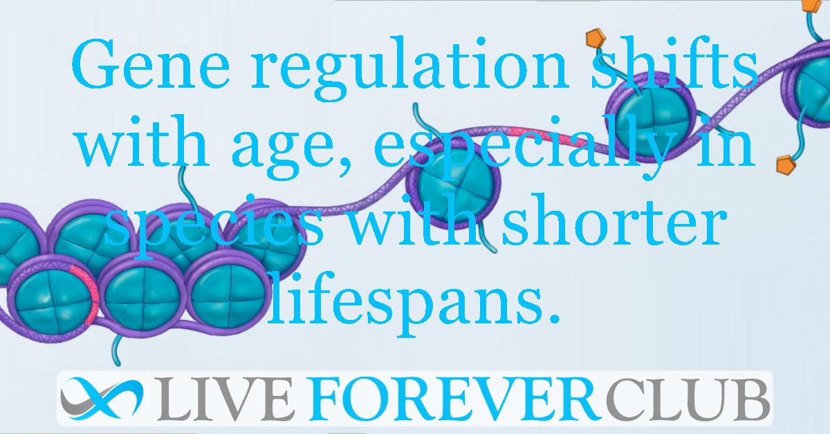 Gene regulation shifts with age, especially in species with shorter lifespans