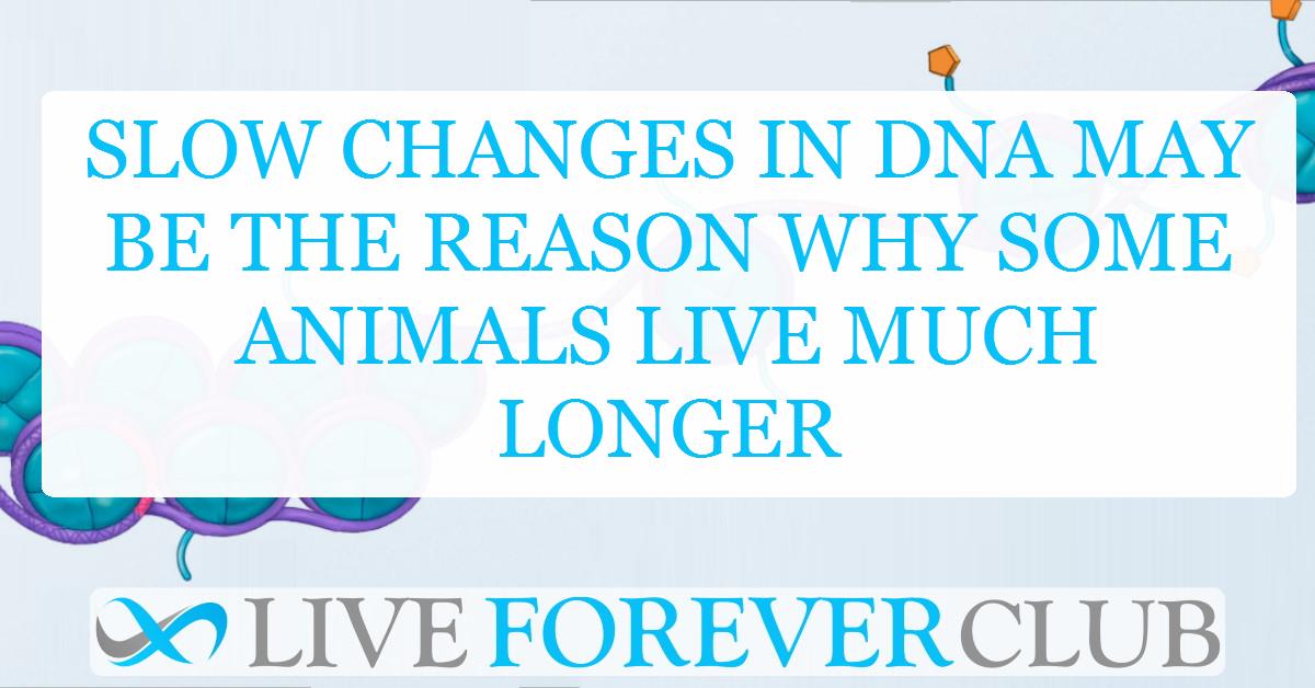 Slow changes in DNA may be the reason why some animals live much longer