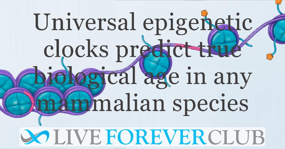 Universal epigenetic clocks predict true biological age in any mammalian species
