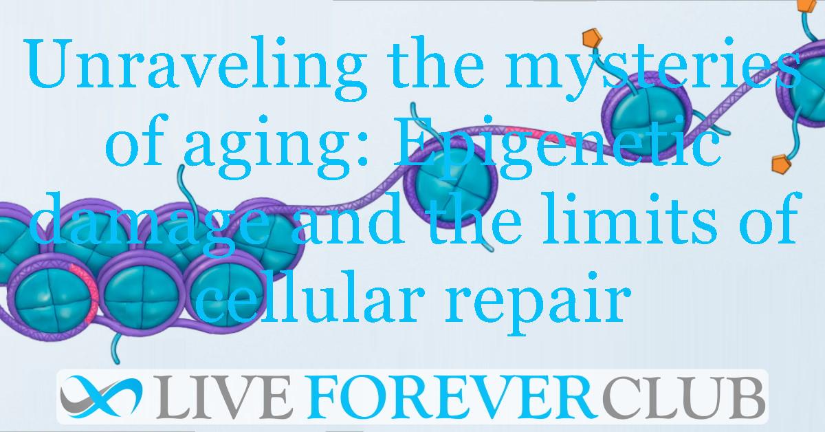Unraveling the mysteries of aging: Epigenetic damage and the limits of cellular repair