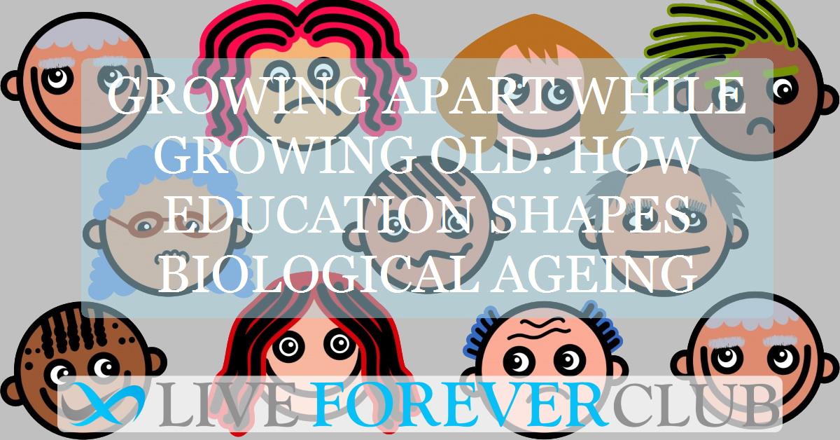 Growing apart while growing old: How education shapes biological ageing
