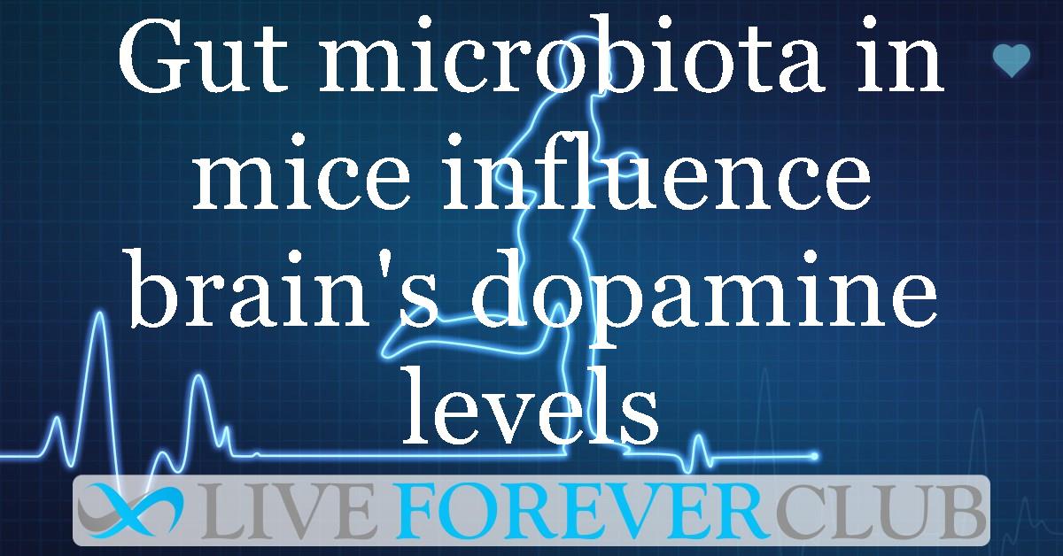 Gut microbiota in mice influence brain's dopamine levels, influencing the motivation for exercise