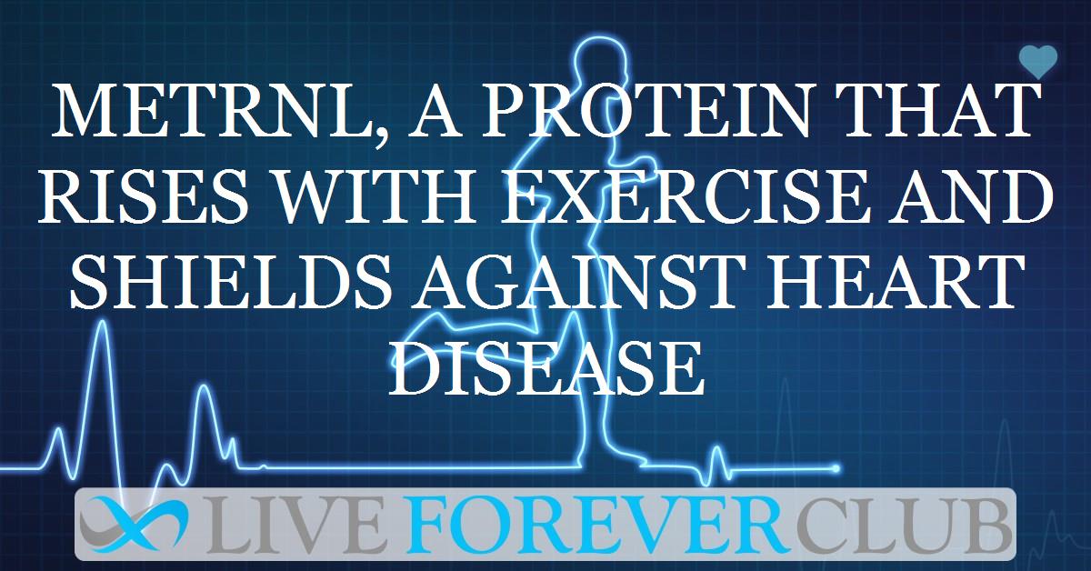 Metrnl, a protein that rises with exercise and shields against heart disease