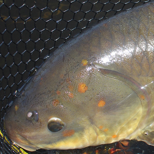 Scientists discovered that fish in Apache lake live exceptionally long lives