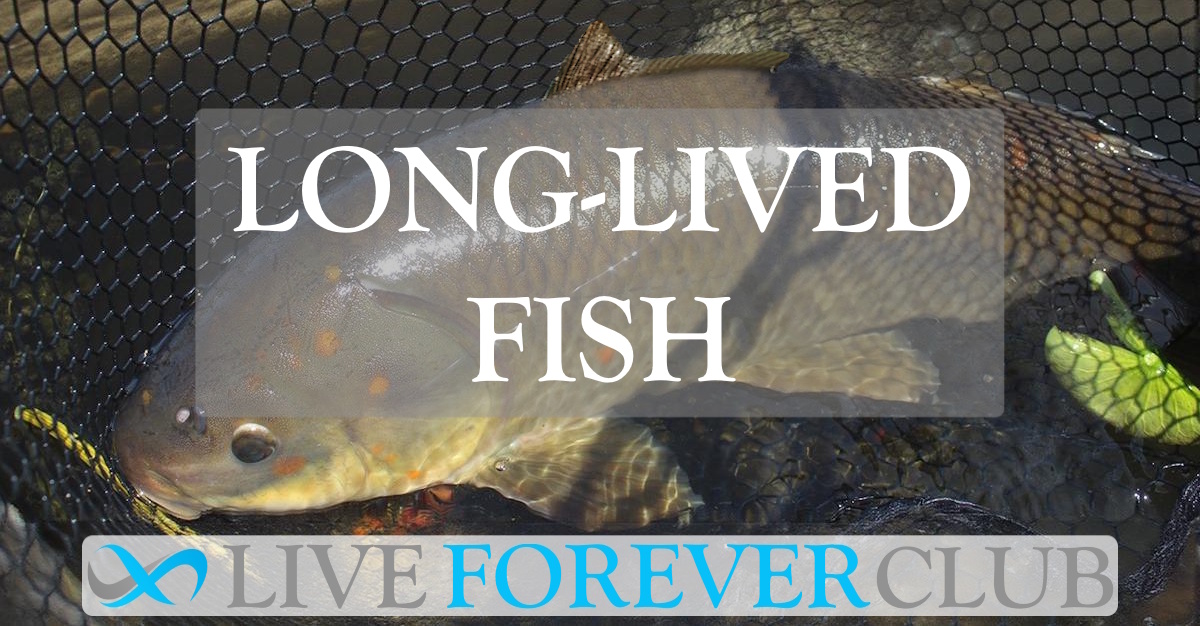 Long-Lived Fish