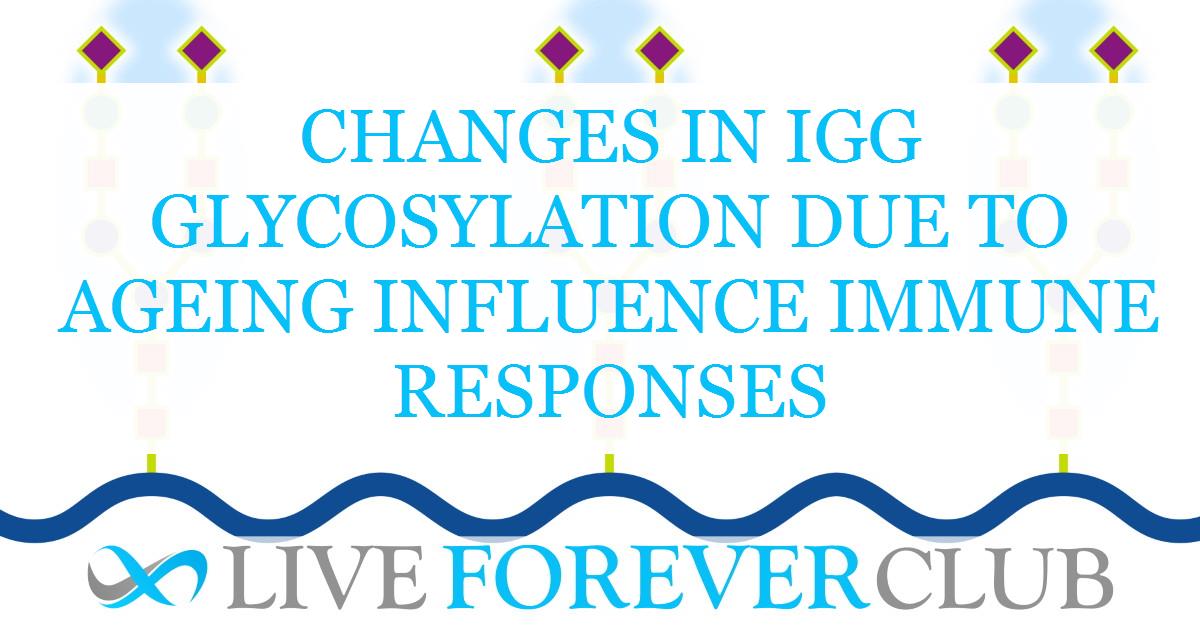 Changes in IgG glycosylation due to ageing influence immune responses