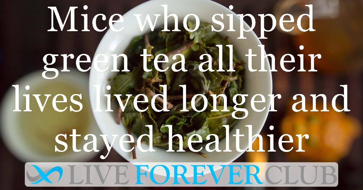 Mice who sipped green tea all their lives lived longer and stayed healthier
