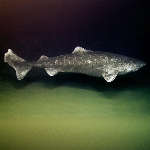 The world’s oldest shark still roams arctic waters