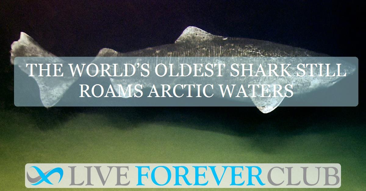 The world’s oldest shark still roams arctic waters