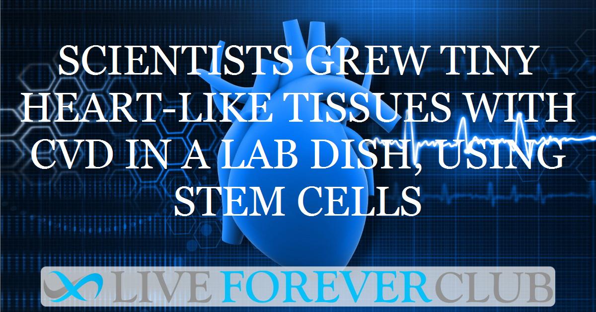 Scientists grew tiny heart-like tissues with CVD in a lab dish, using stem cells