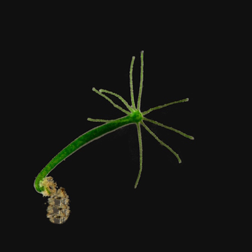 Scientists explore the mystery of immortal Hydra