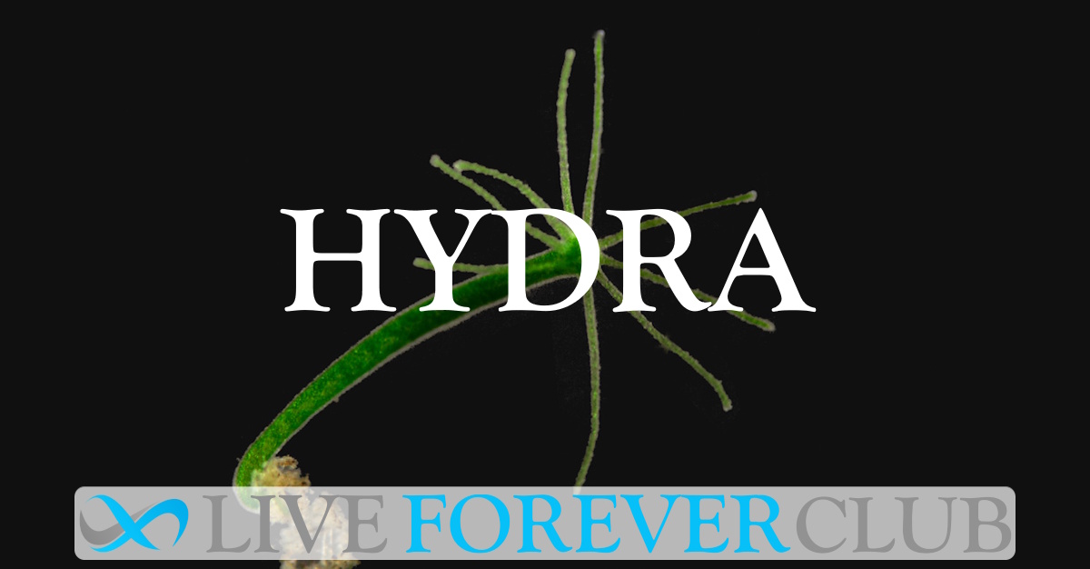 Hydra