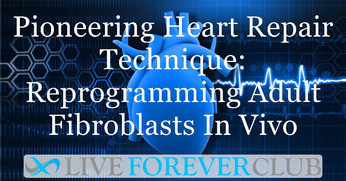 Pioneering Heart Repair Technique: Reprogramming Adult Fibroblasts In Vivo