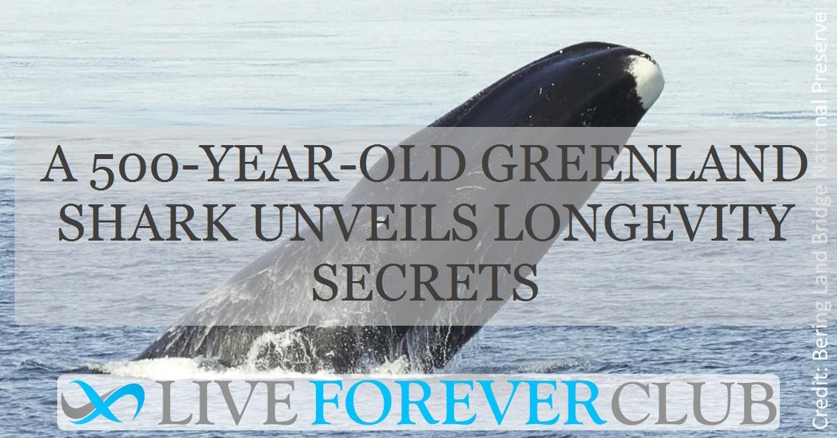 A 500-year-old Greenland shark unveils longevity secrets