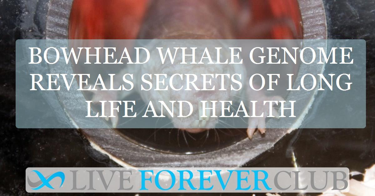 Bowhead whale genome reveals secrets of long life and health