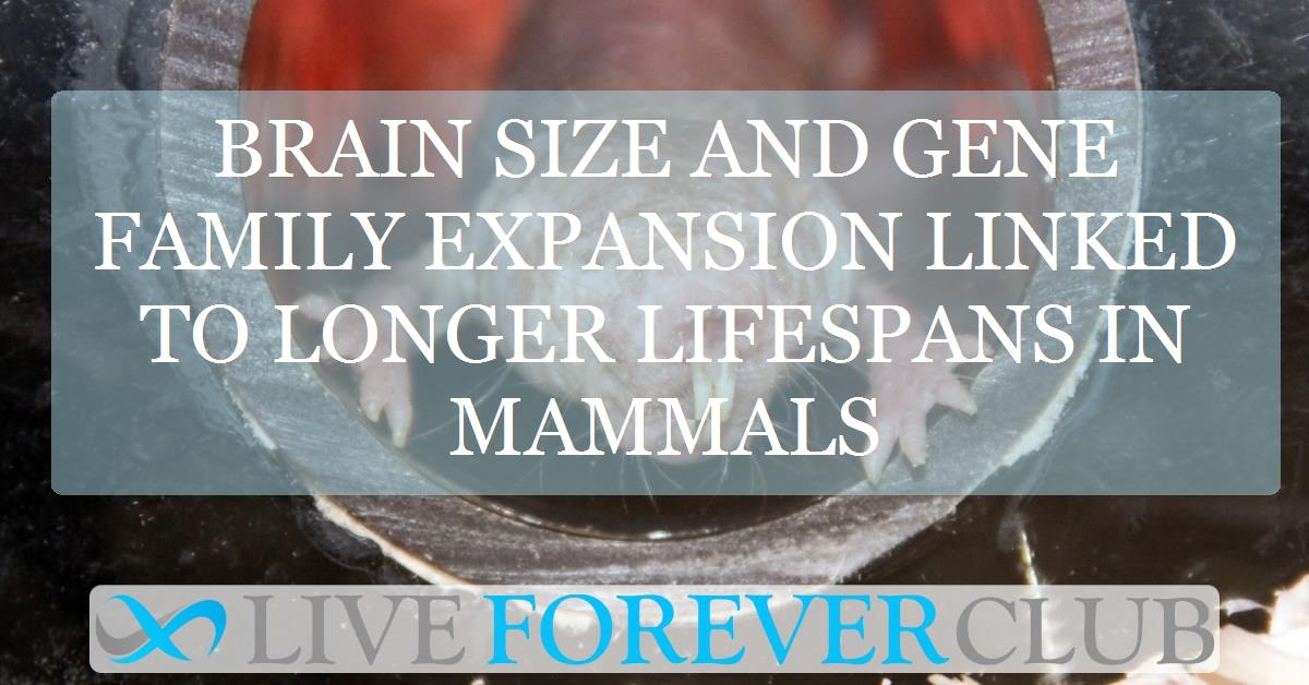 Brain size and gene family expansion linked to longer lifespans in mammals