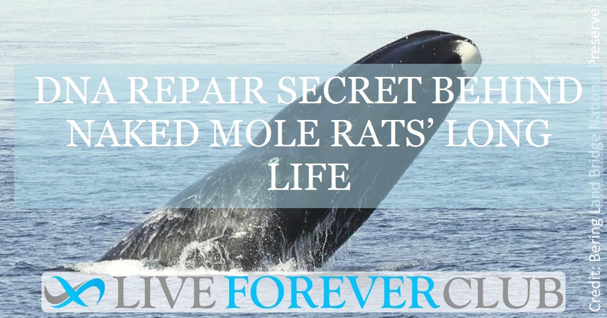 DNA repair secret behind naked mole rats’ long life