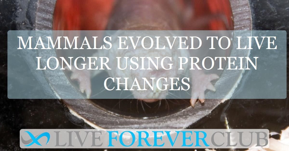 Mammals evolved to live longer using protein changes