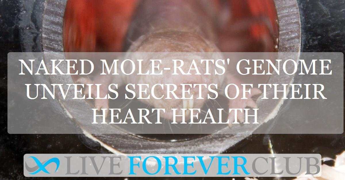 Naked mole-rats' genome unveils secrets of their heart health