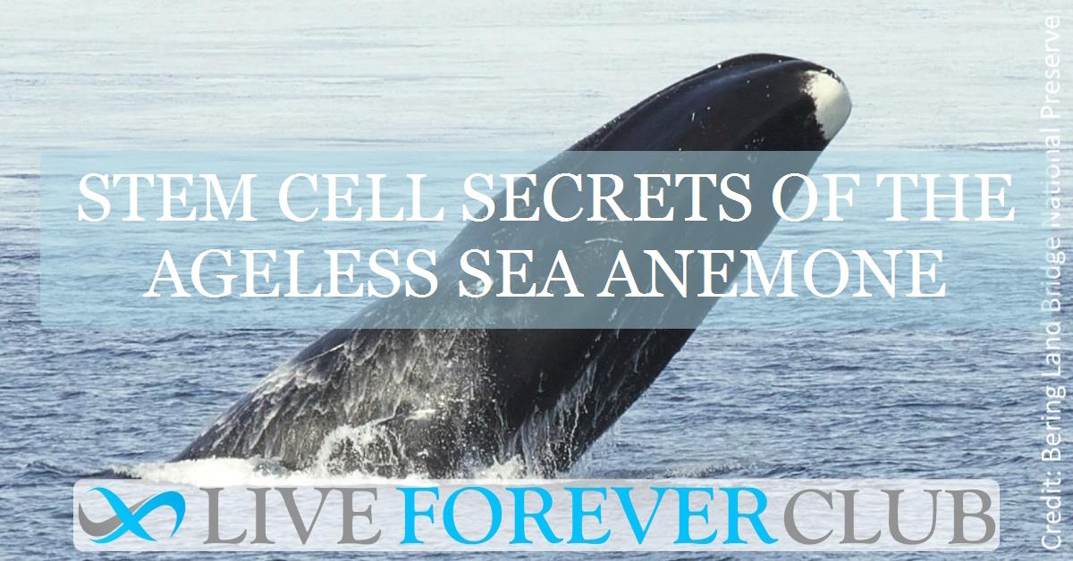 Stem cell secrets of the ageless sea anemone