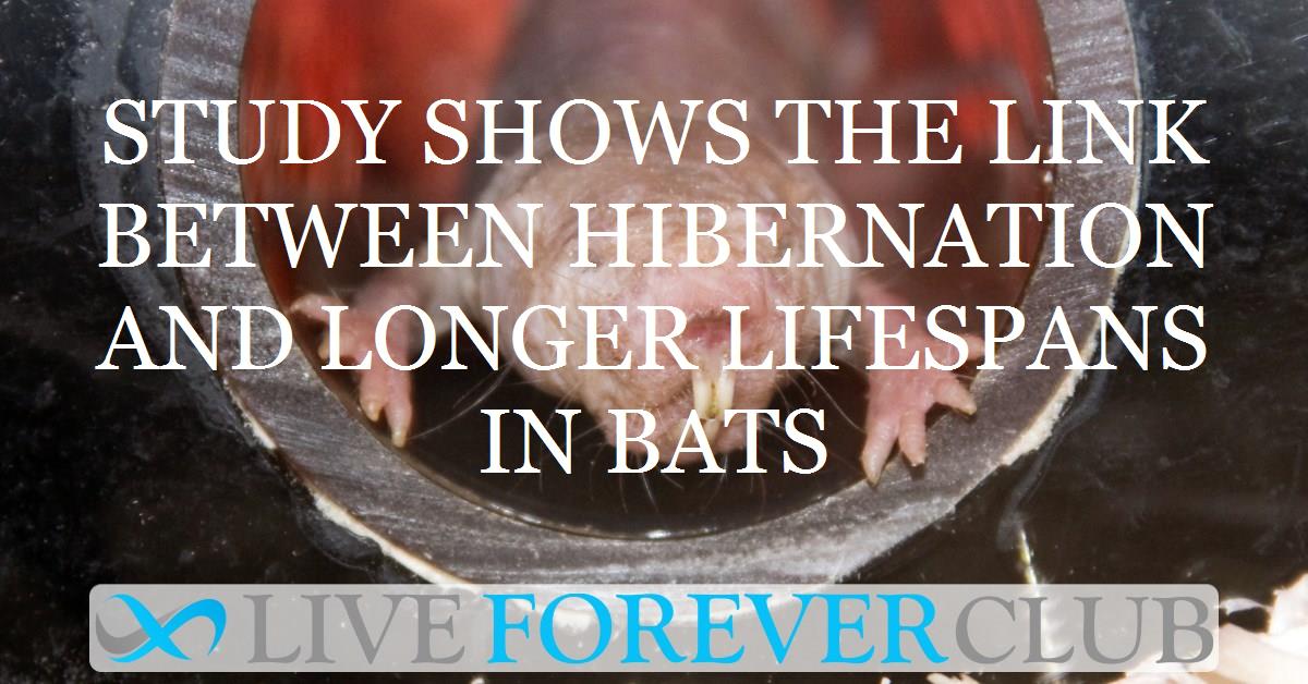 Study shows the link between hibernation and longer lifespans in bats