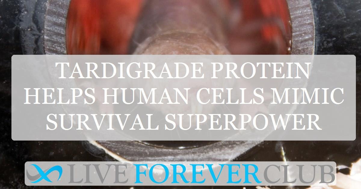 Tardigrade protein helps human cells mimic survival superpower