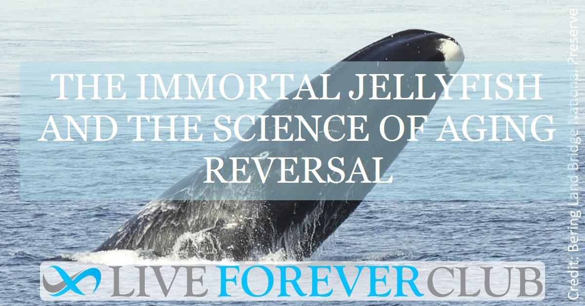 The immortal jellyfish and the science of aging reversal