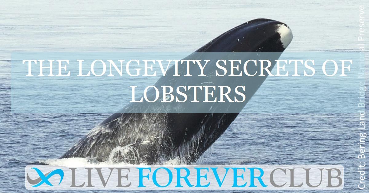 The longevity secrets of lobsters