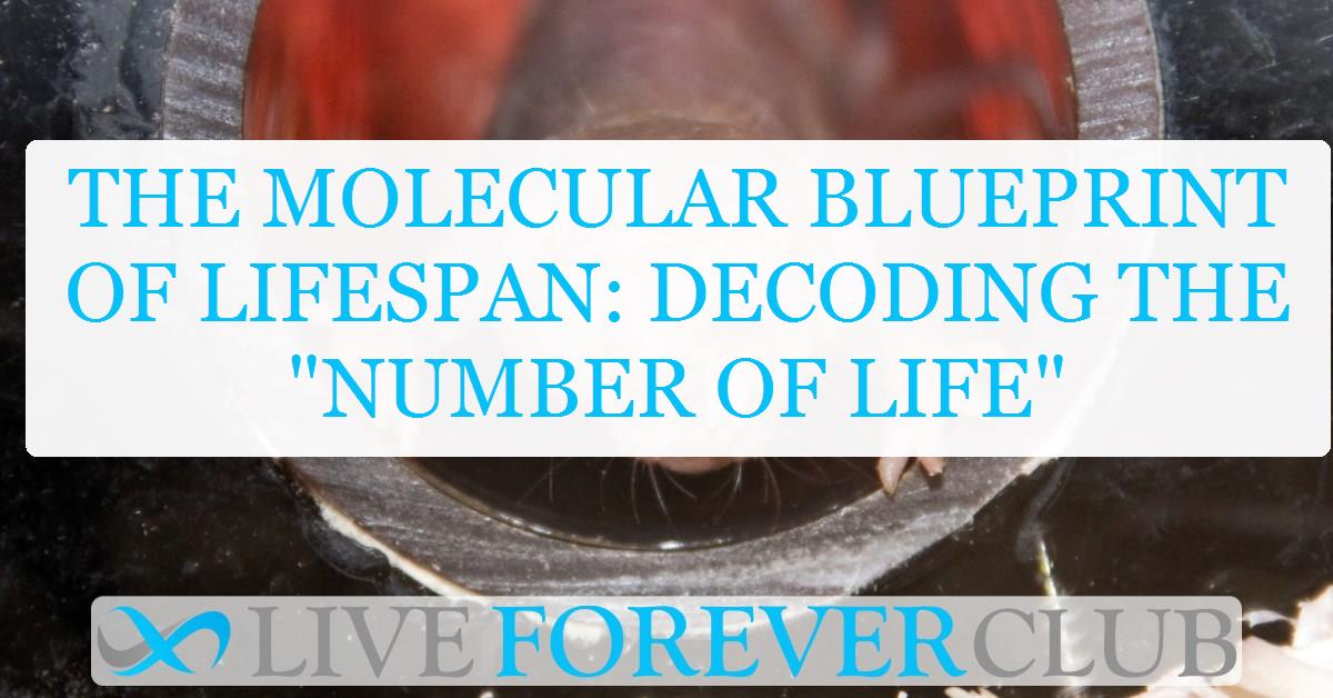 The molecular blueprint of lifespan: Decoding the "number of life"