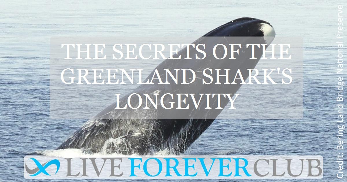 The secrets of the Greenland Shark's longevity