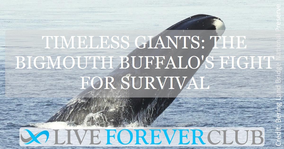 Timeless giants: the bigmouth buffalo's fight for survival