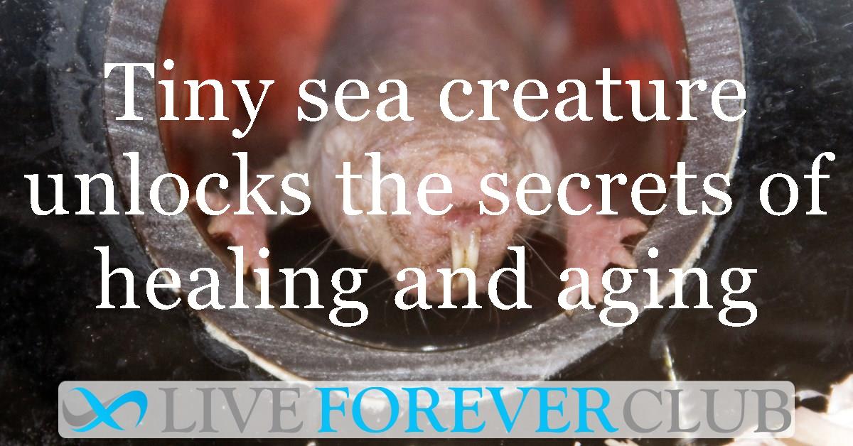 Tiny sea creature unlocks the secrets of healing and aging