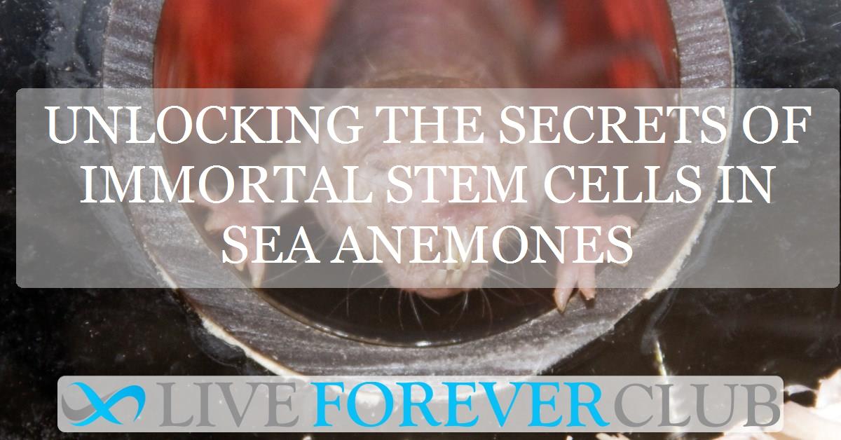 Unlocking the secrets of immortal stem cells in sea anemones