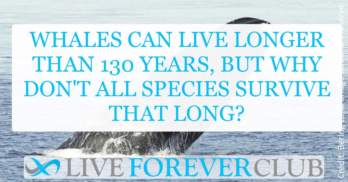 Whales can live longer than 130 years, but why don't all species survive that long?