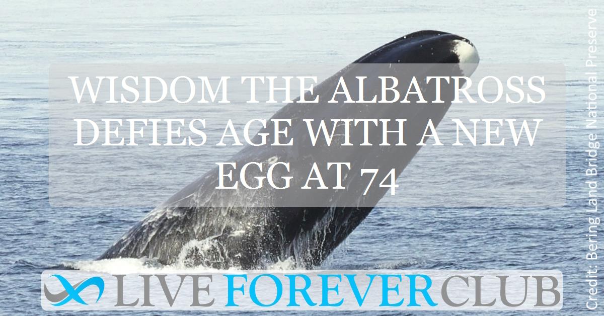 Wisdom the albatross defies age with a new egg at 74