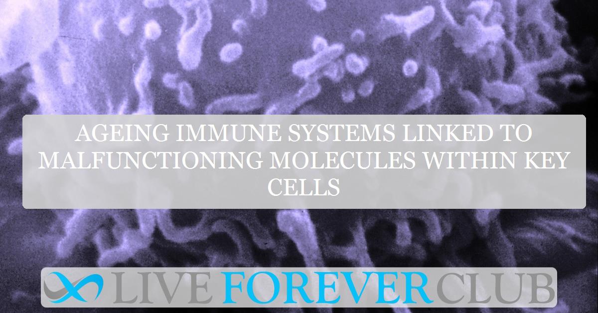 Ageing immune systems linked to malfunctioning molecules within key cells