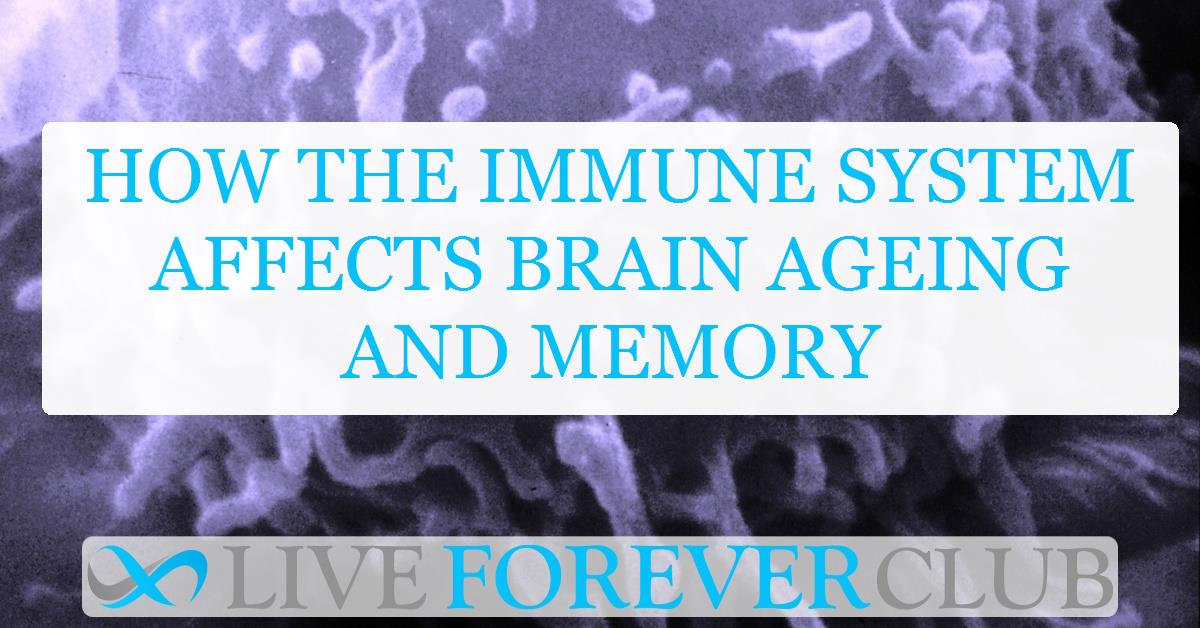 How the immune system affects brain ageing and memory