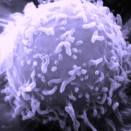 More Immunosenescence information, news and resources