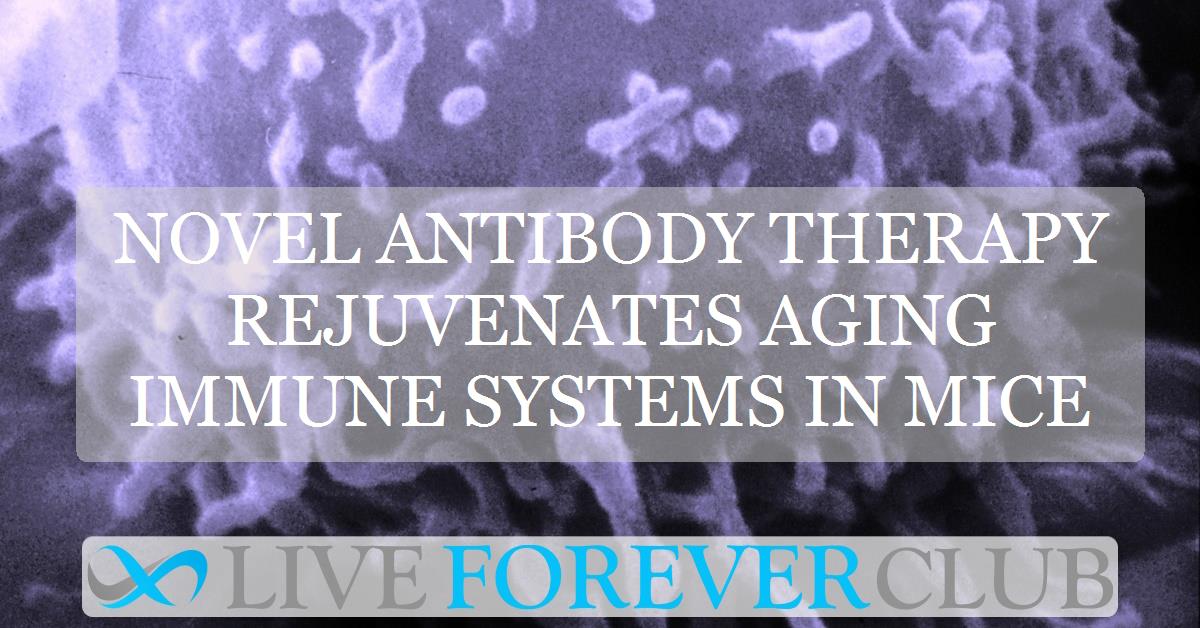 Novel antibody therapy rejuvenates aging immune systems in mice