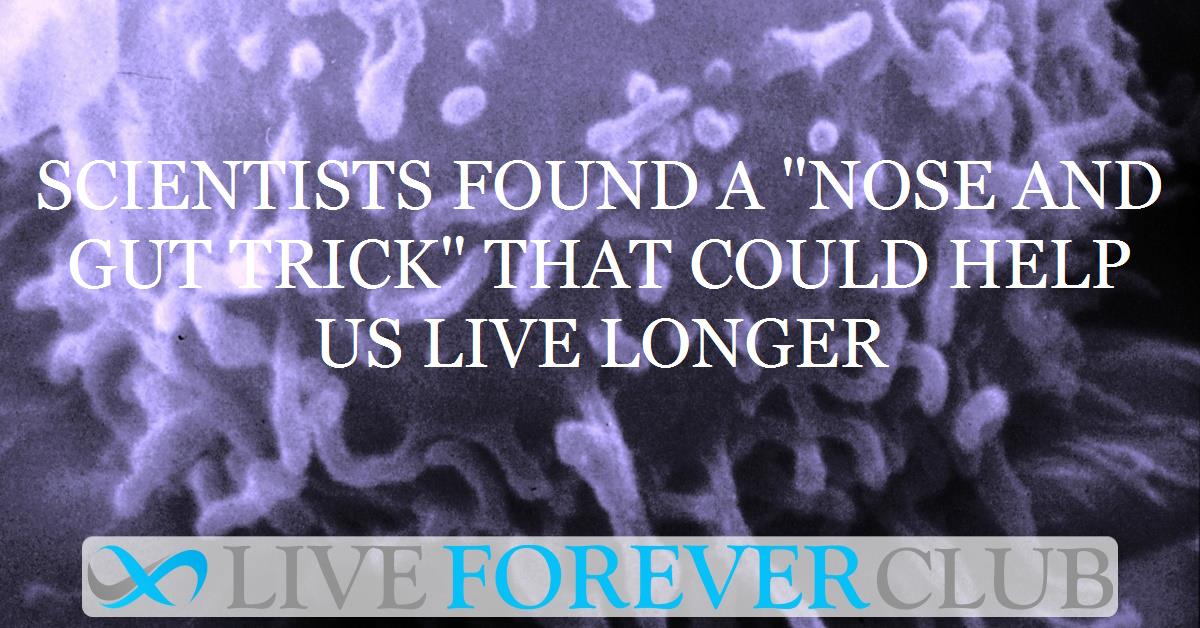 Scientists found a "nose and gut trick" that could help us live longer