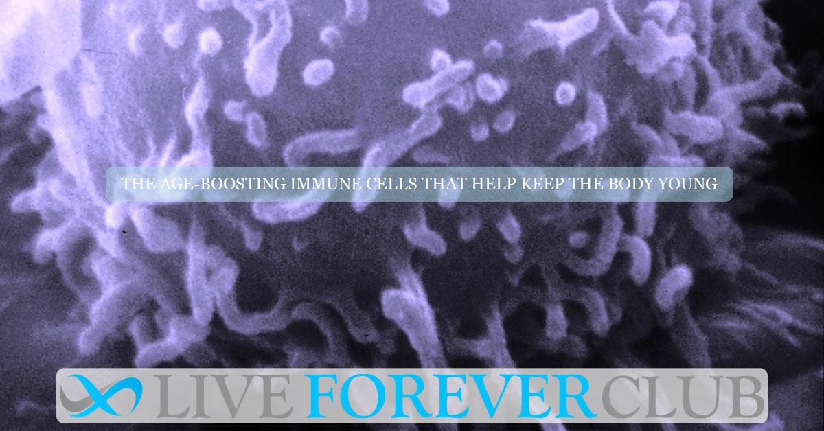 The age-boosting immune cells that help keep the body young