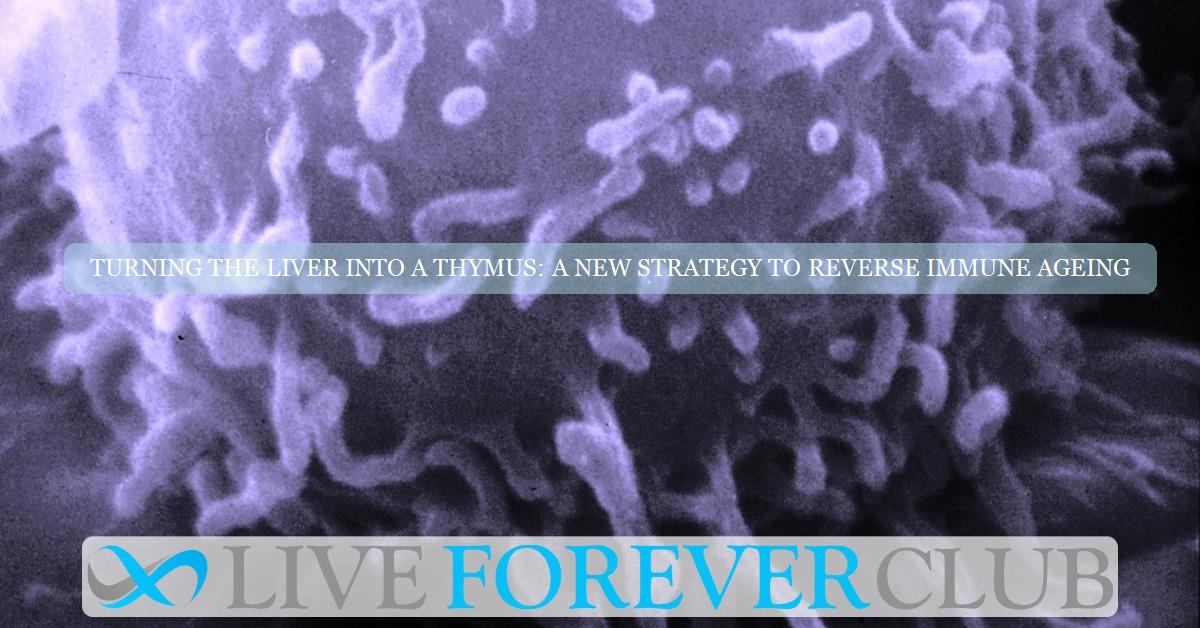 Turning the liver into A thymus: a new strategy to reverse immune ageing